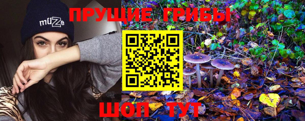 Псилоцибиновые грибы Psilocybe Прохладный